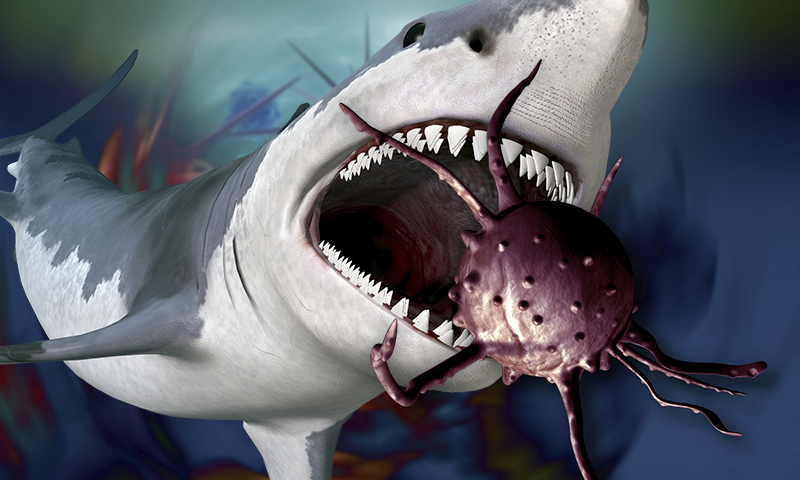 A shark gobbles up cancer cells.